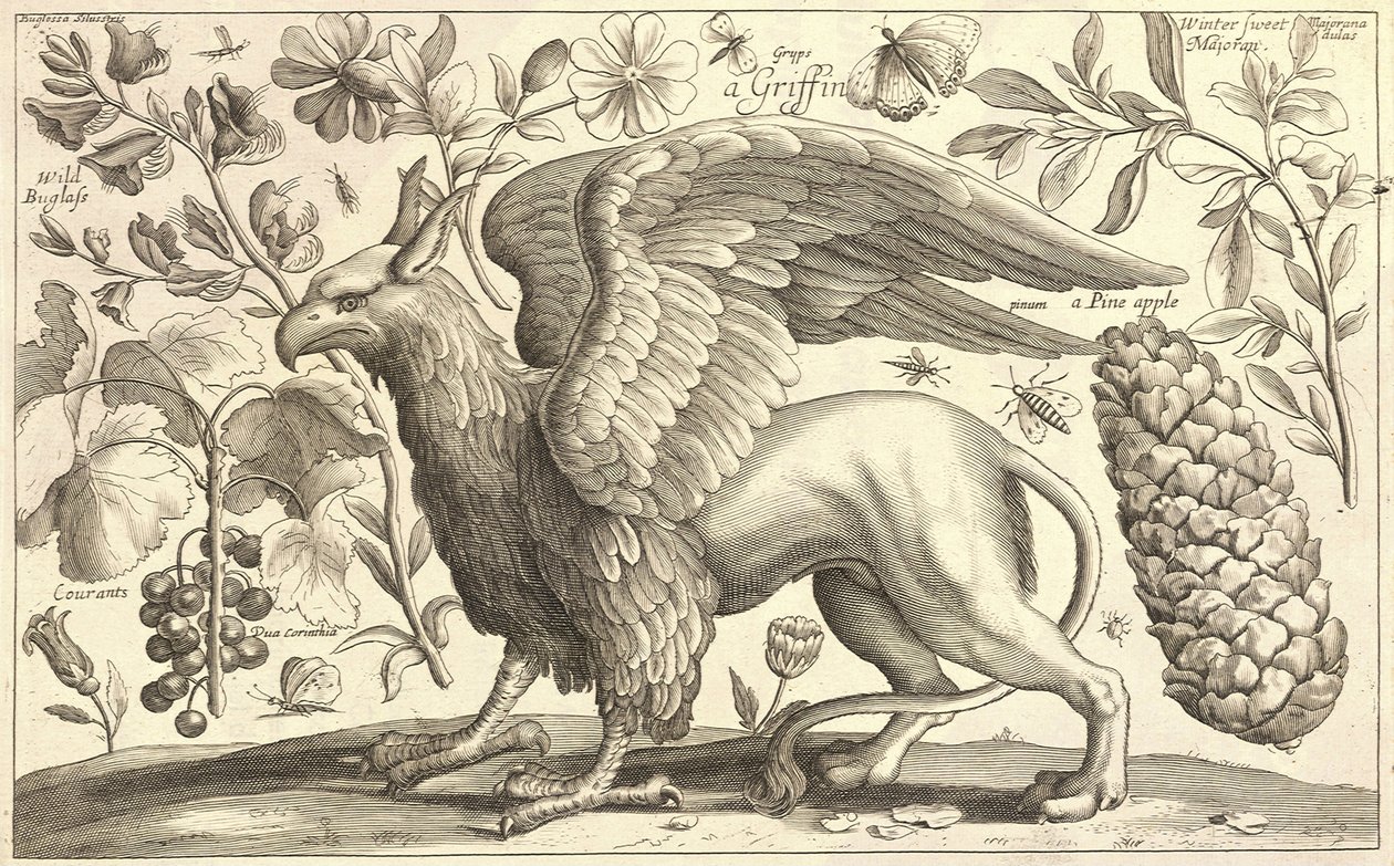 Ein Greif von Wenceslaus Hollar
