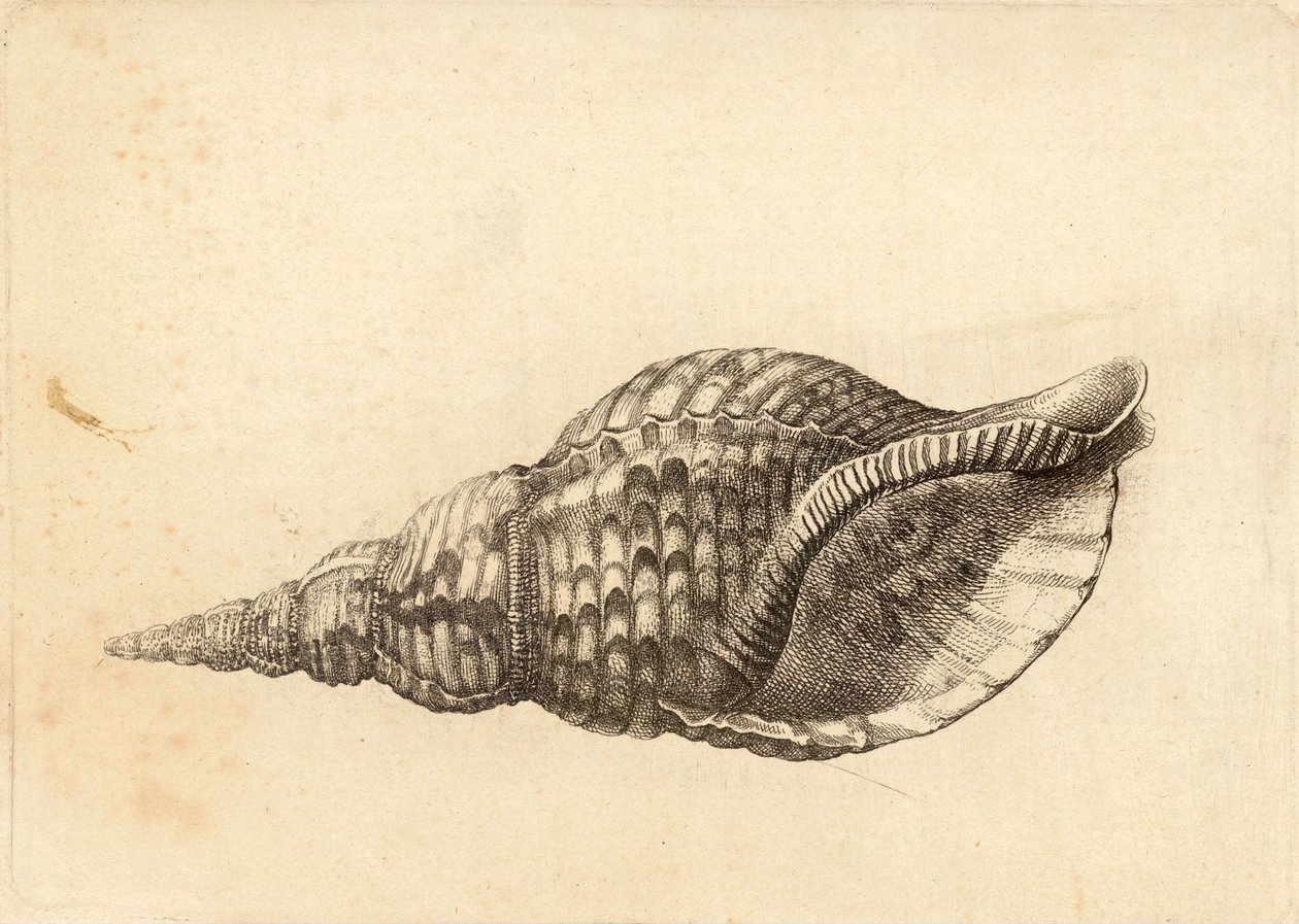 Charonia tritonis von Wenceslaus Hollar