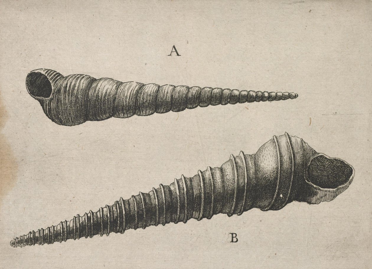 Schnecken (Turritella terebra und T. duplicata L.) von Wenceslaus Hollar