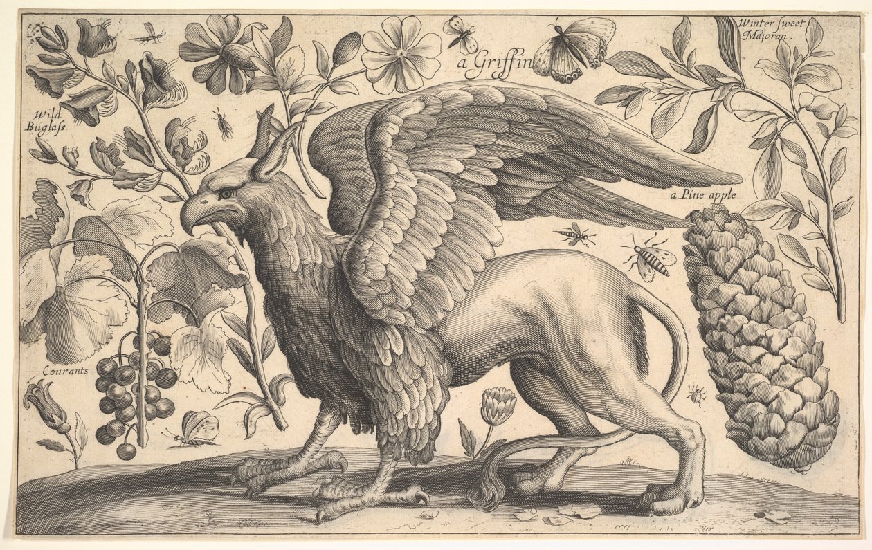 Ein Greif, 1625-77 von Wenceslaus Hollar
