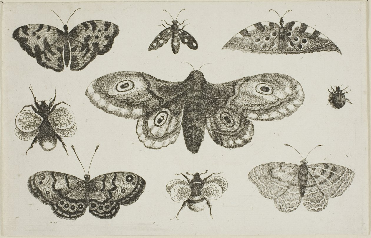 Eine Motte, Schmetterlinge und Bienen von Wenceslaus Hollar