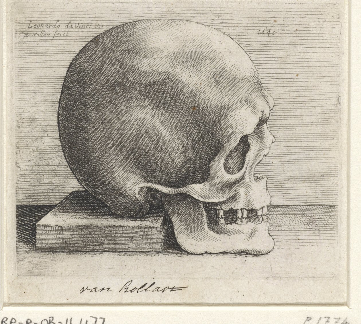 Anatomische Studie eines Schädels von Wenceslaus Hollar