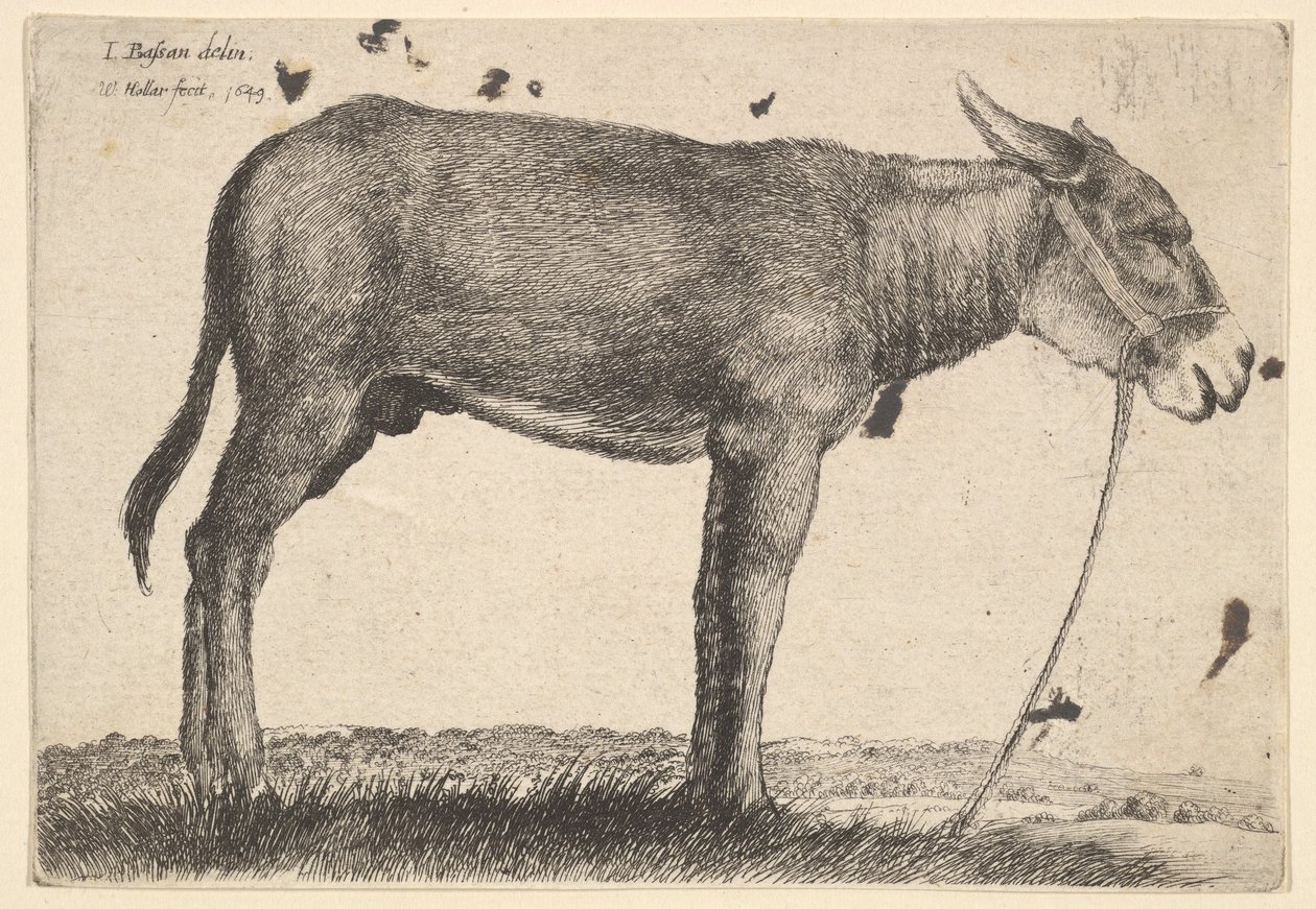 Esel, 1649 von Wenceslaus Hollar