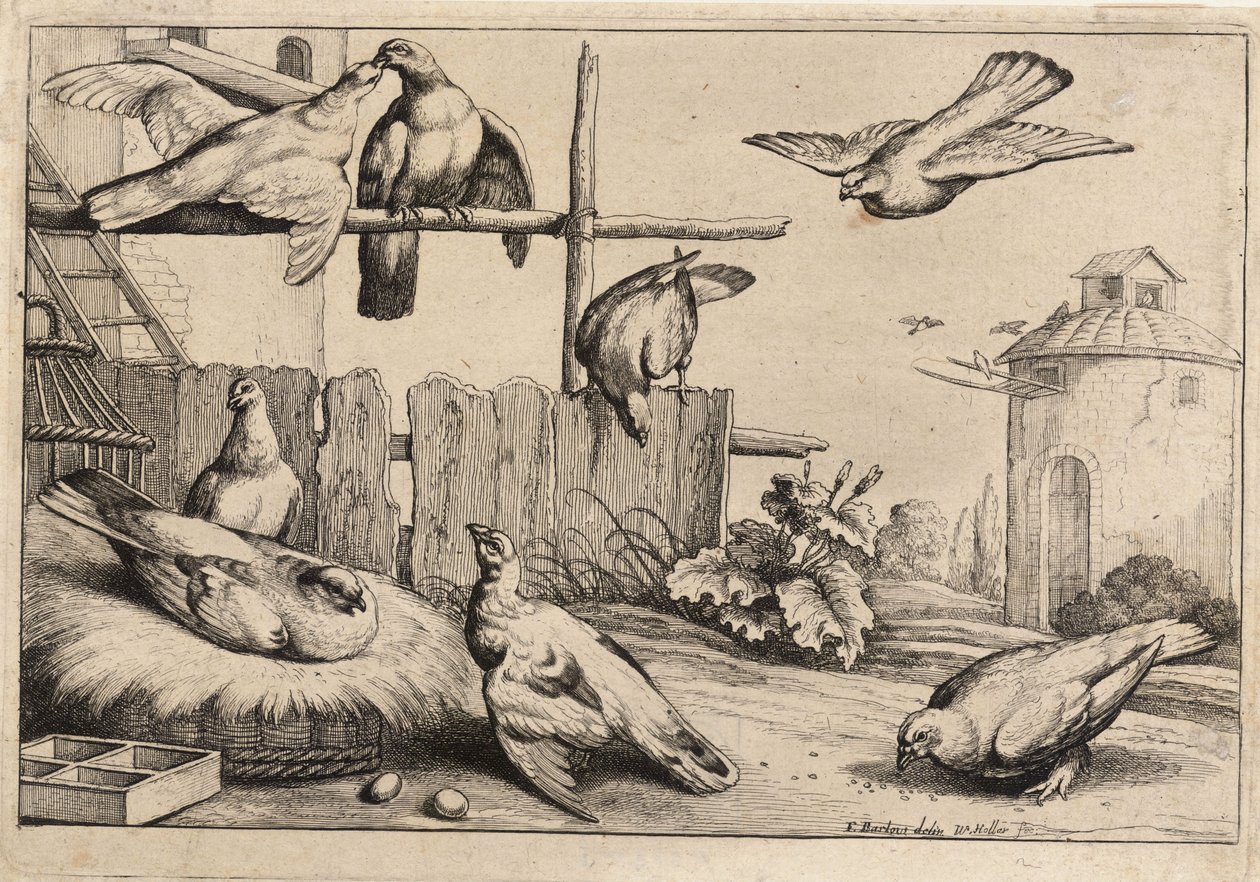 Acht Tauben (Zustand 1) von Wenceslaus Hollar