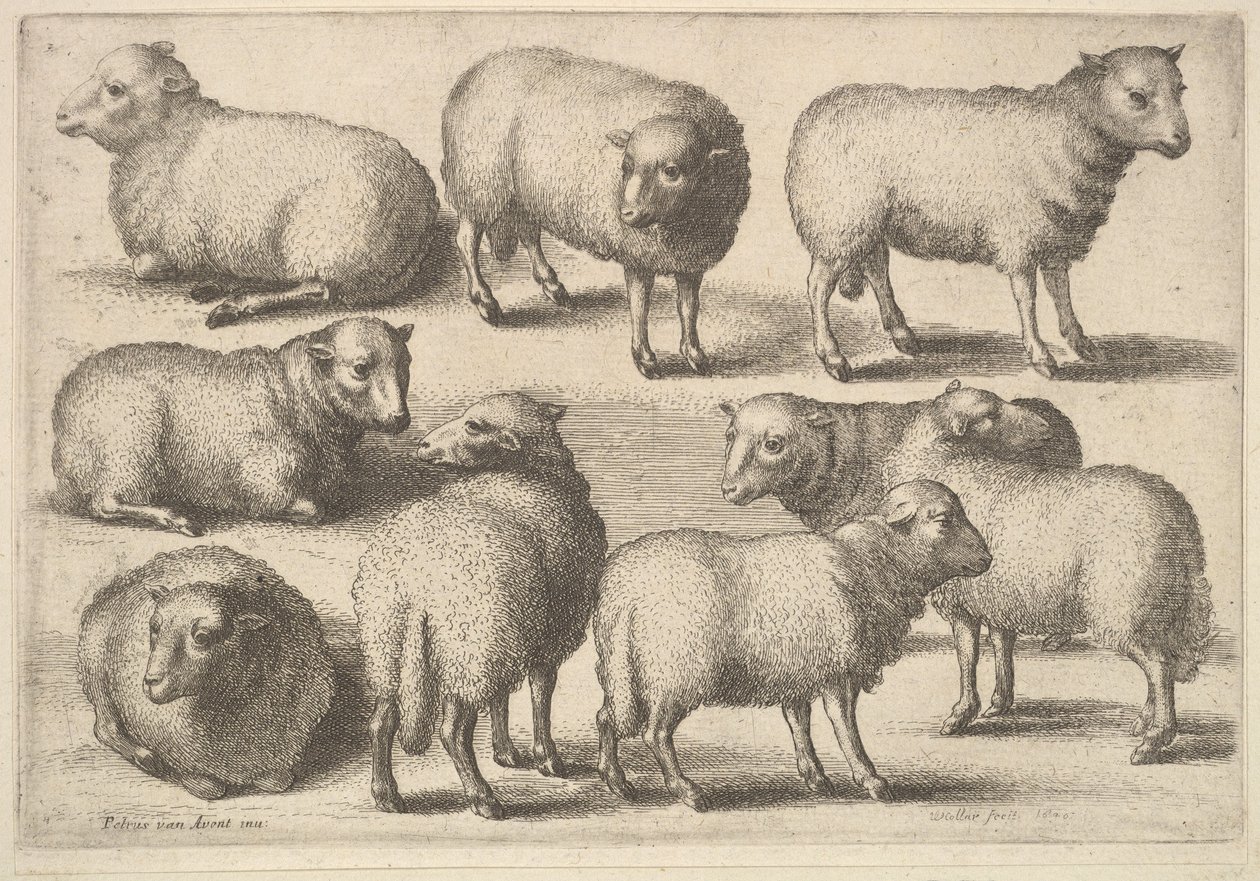 Neun Schafe von Wenceslaus Hollar