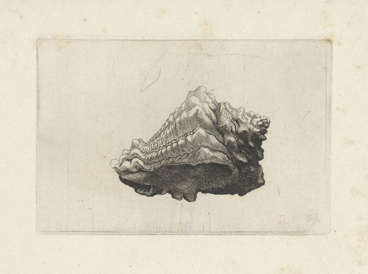 Schelp, vasum muricatum born von Wenceslaus Hollar