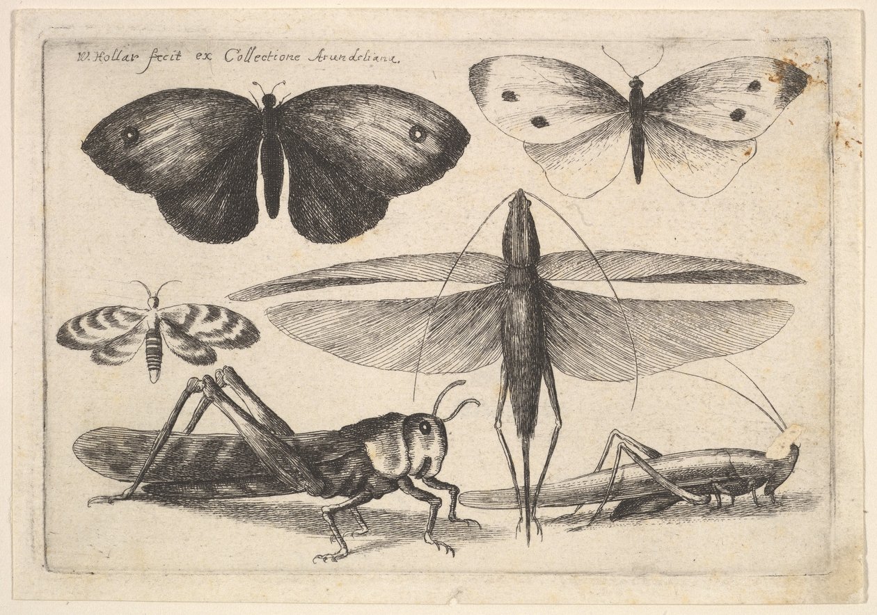 Sechs Insekten, 1646 von Wenceslaus Hollar