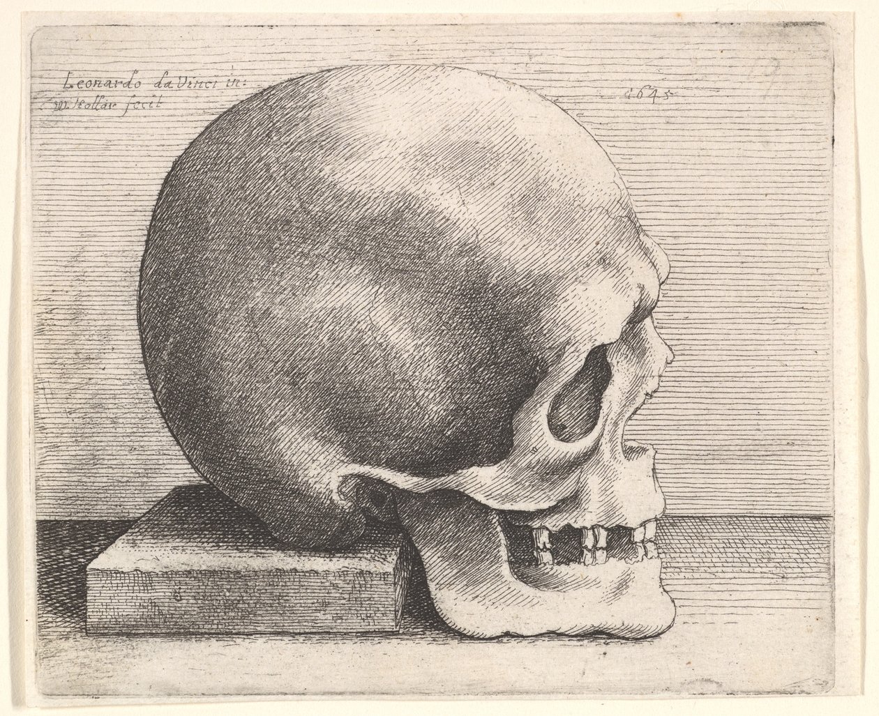 Schädel im Profil nach rechts, 1645 von Wenceslaus Hollar