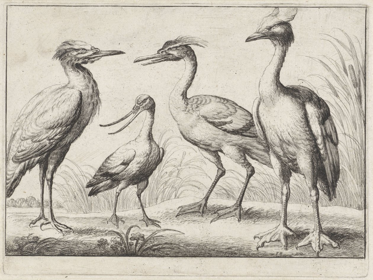 Vier Watvögel von Wenceslaus Hollar
