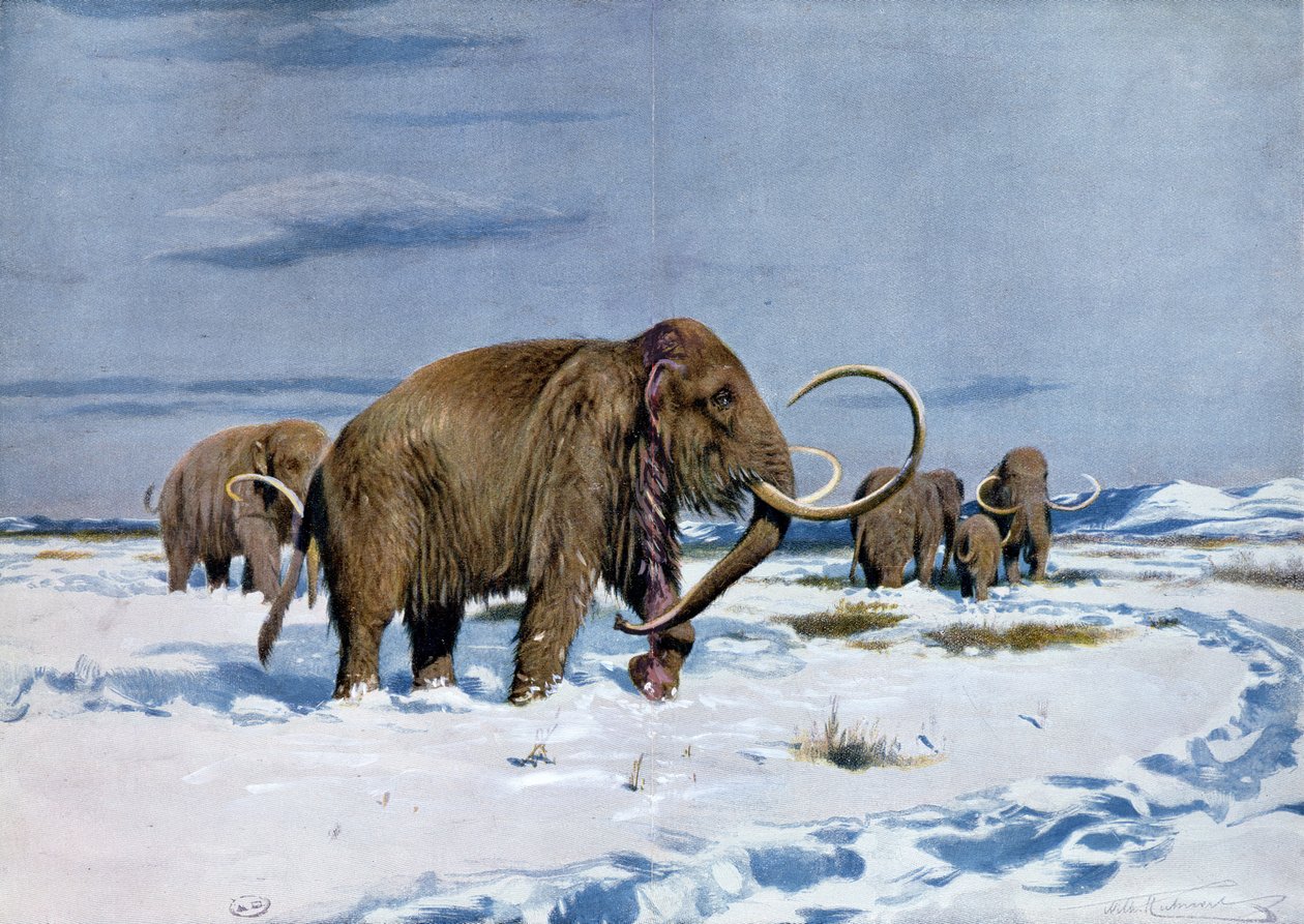 Trupp von Mammuts in der Eiszeit von Wilhelm Kuhnert