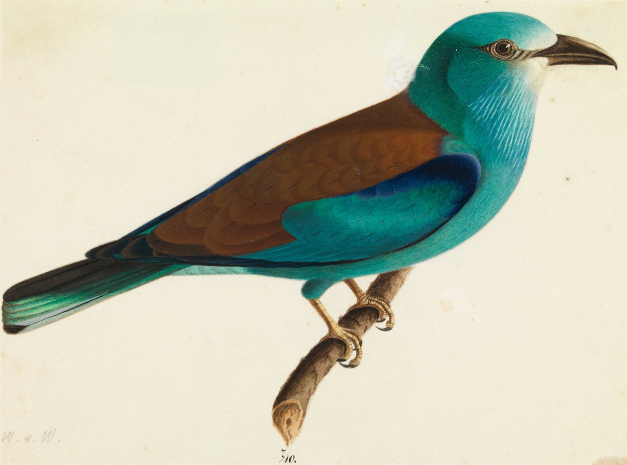Der Blauracke von Wilhelm von Wright