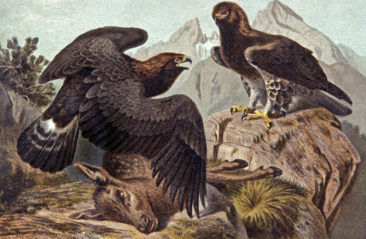 Der Königliche Adler von Wilhelm Kuhnert