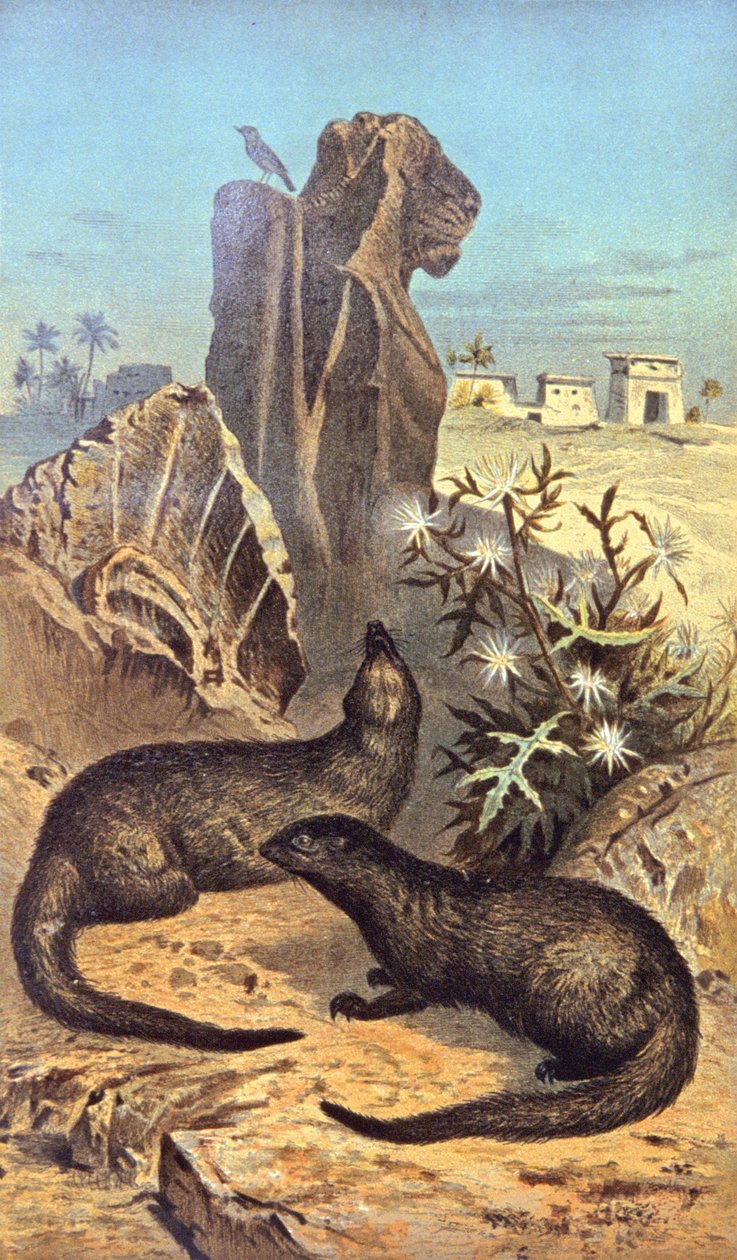 Die Ratte der Pharaonen von Wilhelm Kuhnert