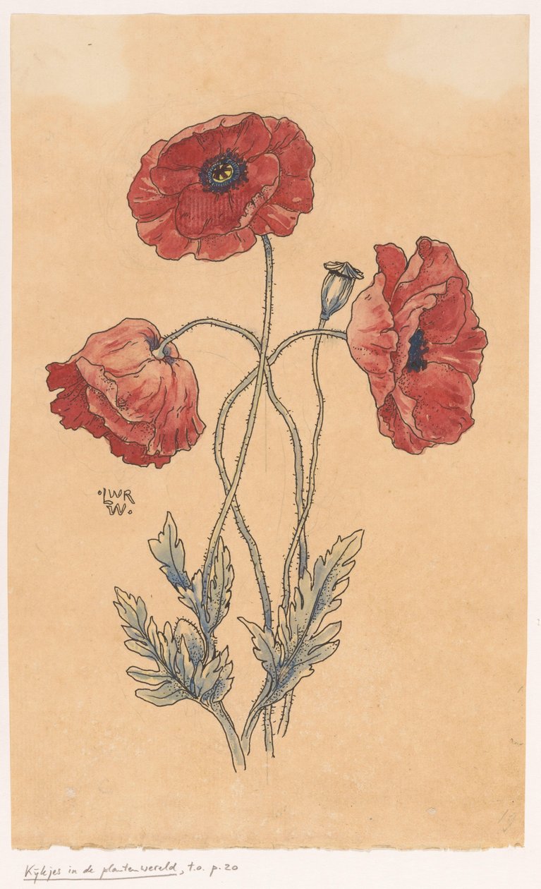 Mohnblumen von Ludwig Willem Reymert Wenckebach