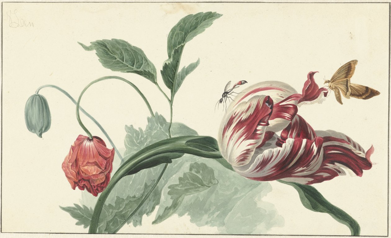 Tulpe und Mohnblume von Willem van Leen (attributed to)