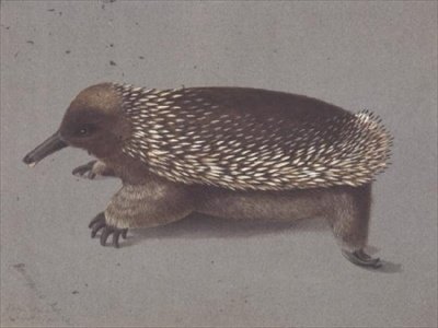Stacheliges Echidna, 19. Jahrhundert von William Buelow Gould
