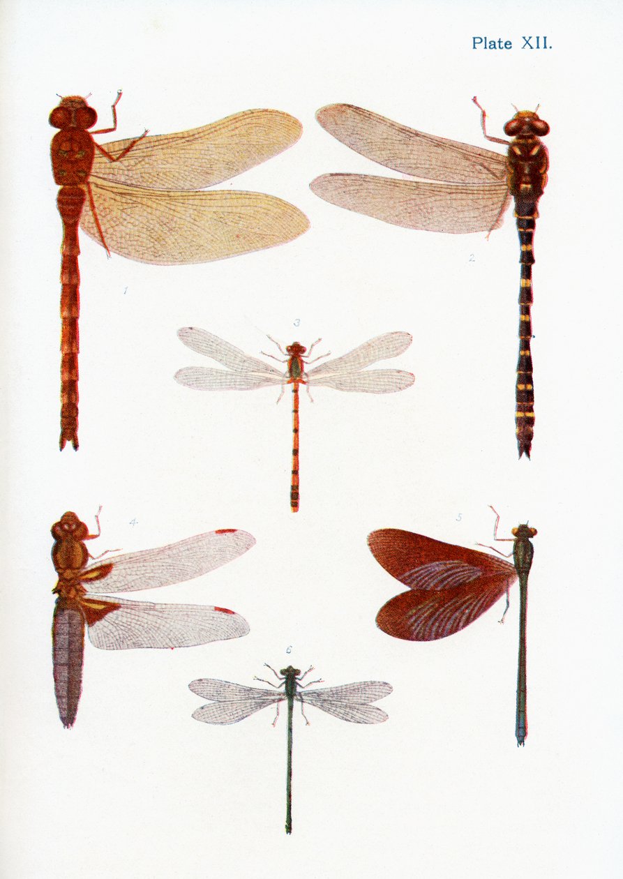 Verschiedene Arten von Libellen, Illustration aus dem Buch Schmetterlinge, Motten und andere Insekten und Kreaturen des Landlebens, veröffentlicht 1927 von William Samuel Furneaux