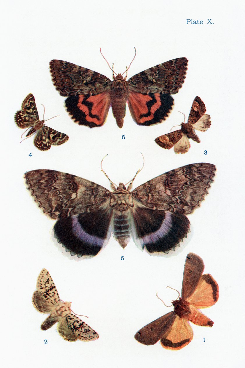 Verschiedene Arten von Motten, Illustration aus dem Buch Schmetterlinge, Motten und andere Insekten und Kreaturen des Landlebens, veröffentlicht 1927 von William Samuel Furneaux