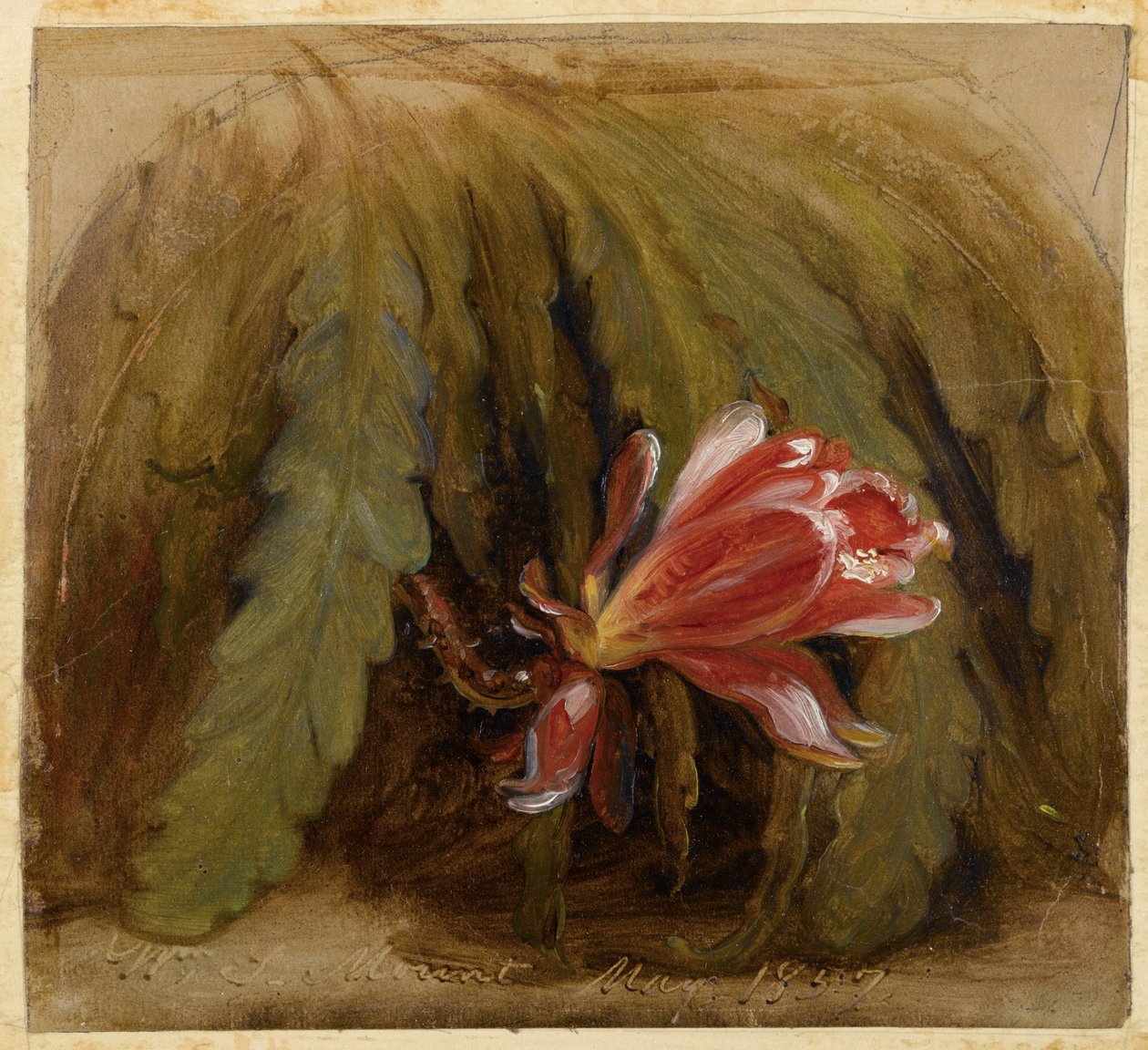 Blühender Kaktus, 1857 von William Sidney Mount