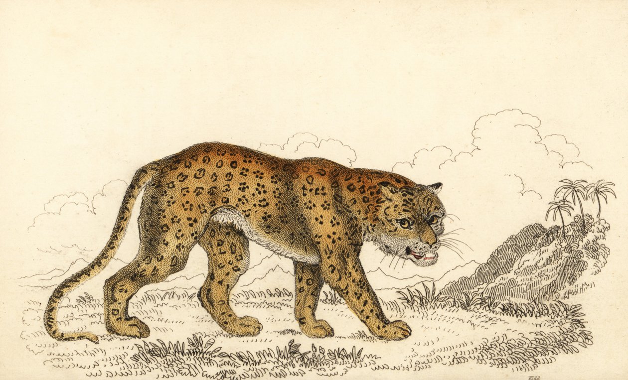 Leopard, Panthera pardus, gefährdet von William Alexander Forbes