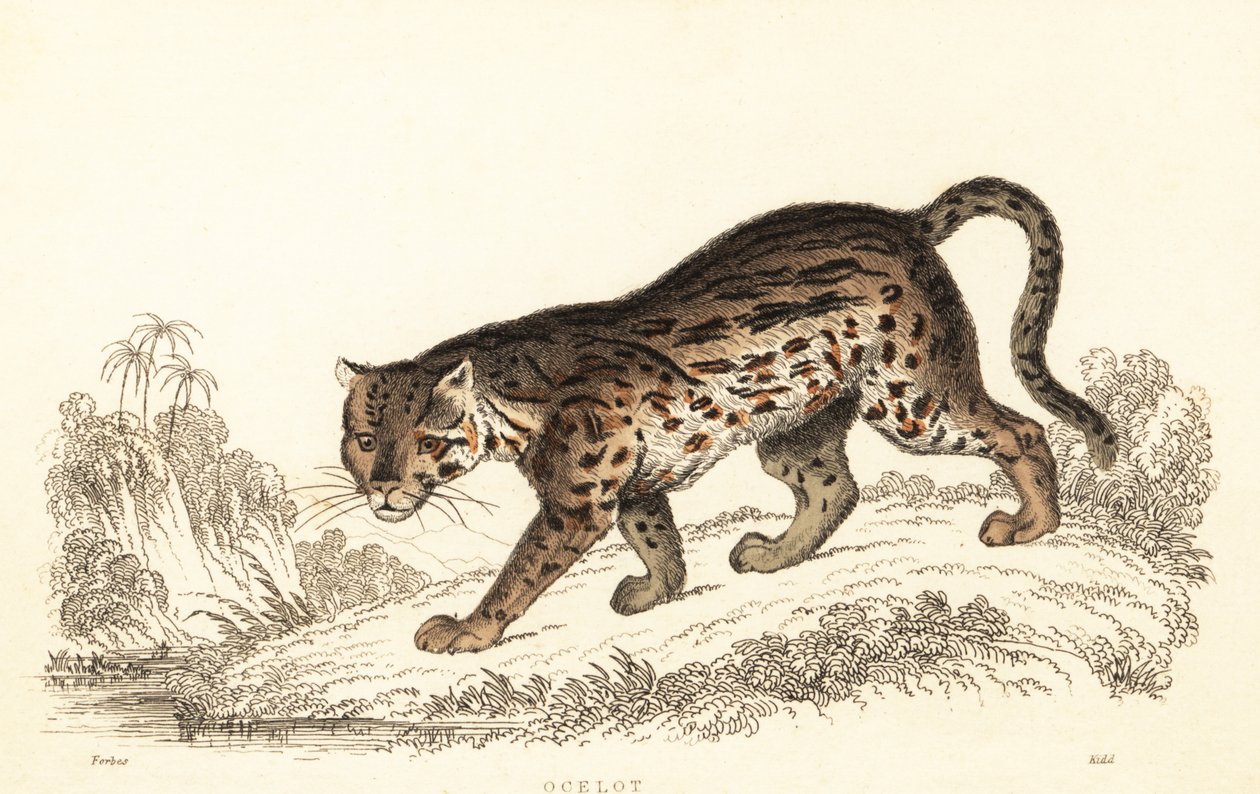 Ozelot, Leopardus pardalis von William Alexander Forbes