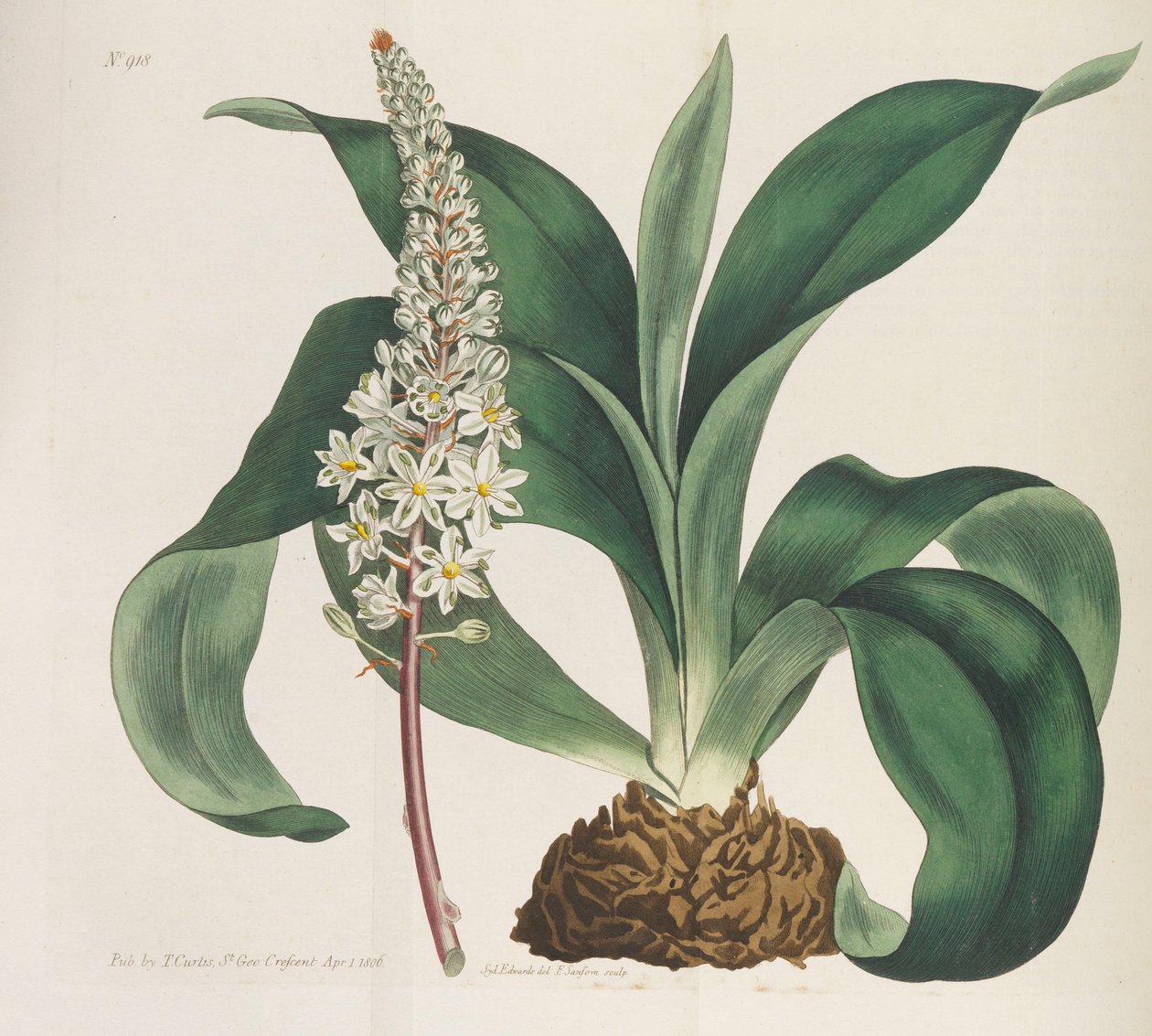 Botanisches Magazin, 1787-1833 von William Curtis
