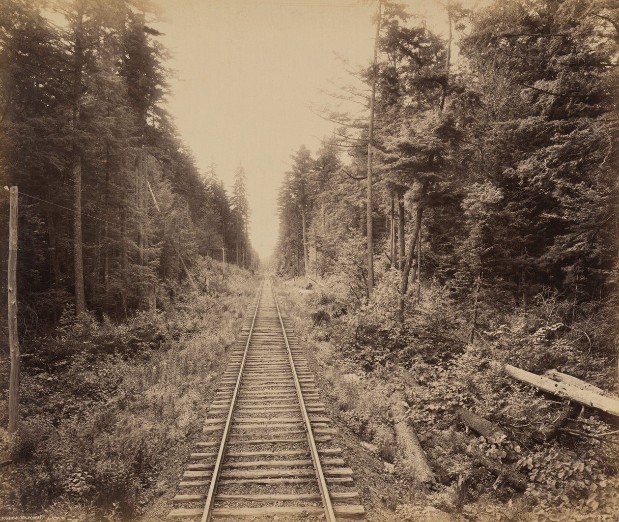 Hemlock-Wald, um 1895 von William Herman Rau