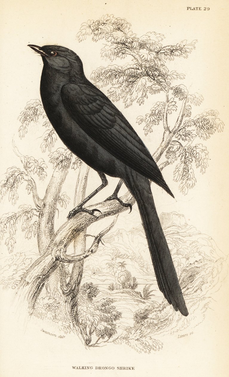 Nördlicher Trauerfliegenschnäpper, Melaenornis edolioides von William Home Lizars