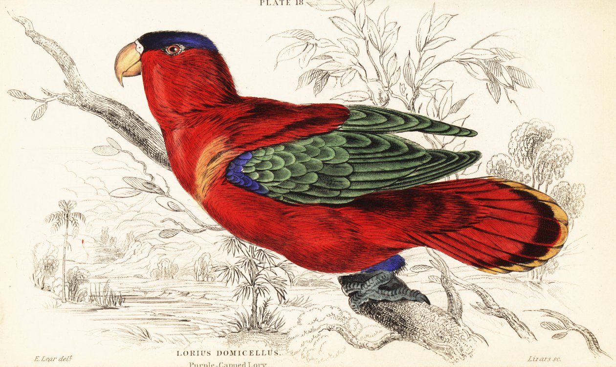 Purpurnacken-Lori, Lorius domicella von William Home Lizars