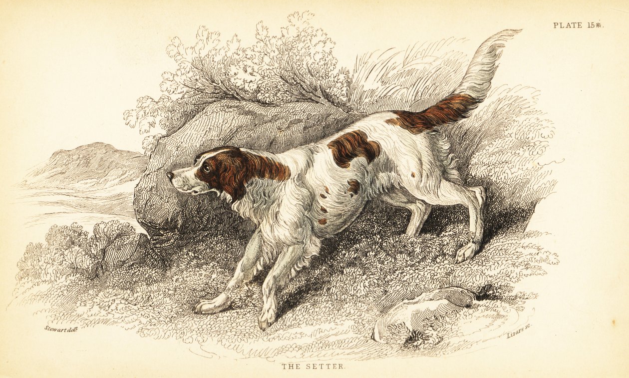 Setter, Canis lupus familiaris (Canis index) von William Home Lizars