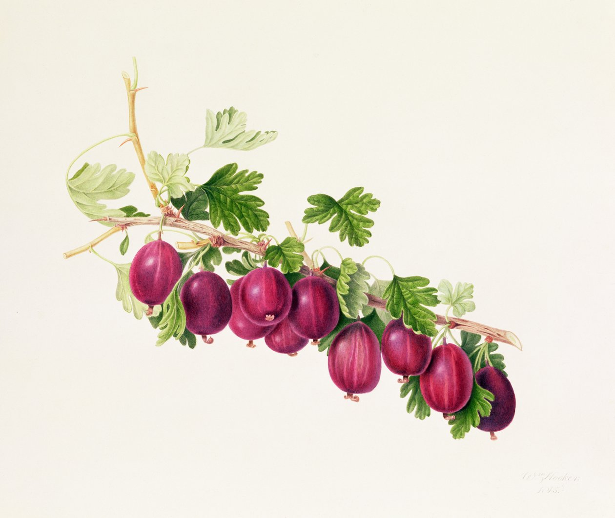 Lila Stachelbeere von William Hooker