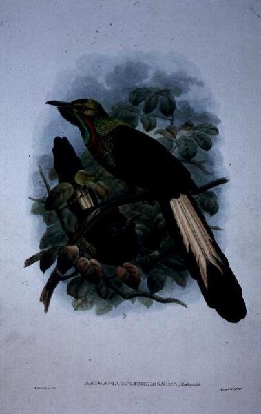 Astrapia Splendidissima von William Matthew Hart