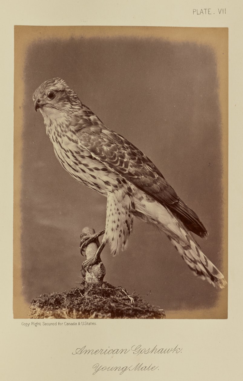 Amerikanischer Habicht, junger Männchen von William Notman
