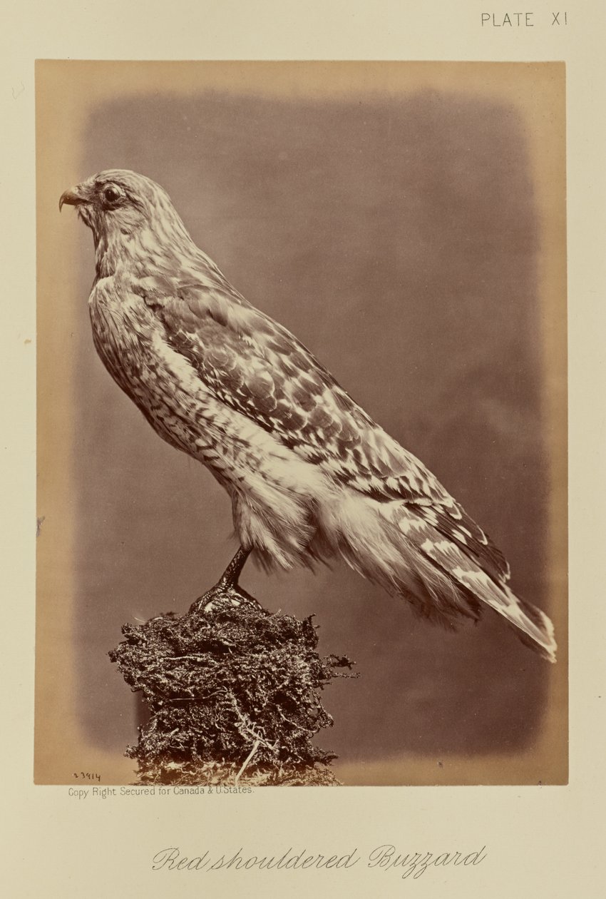 Rotschulterbussard von William Notman