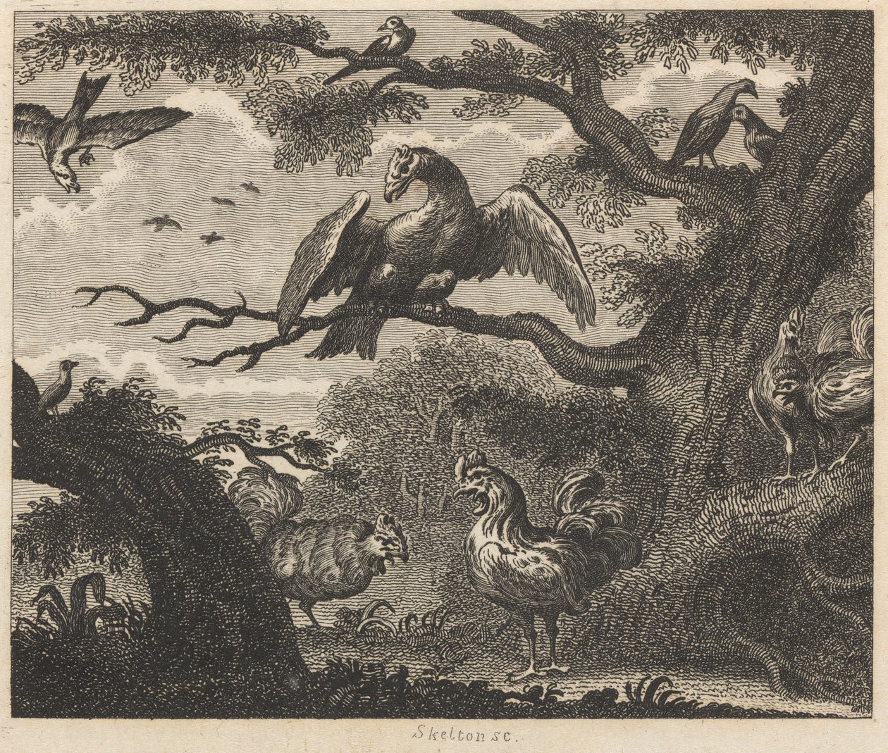 Der Geier, der Spatz und andere Vögel von William Skelton
