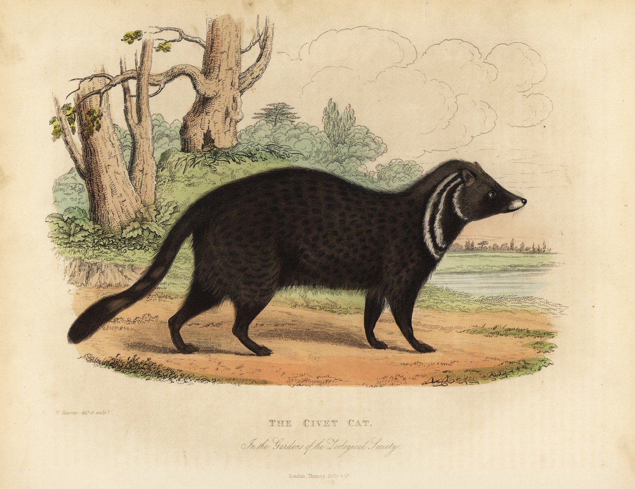 Afrikanische Zibetkatze, Civettictis civetta von William Smellie
