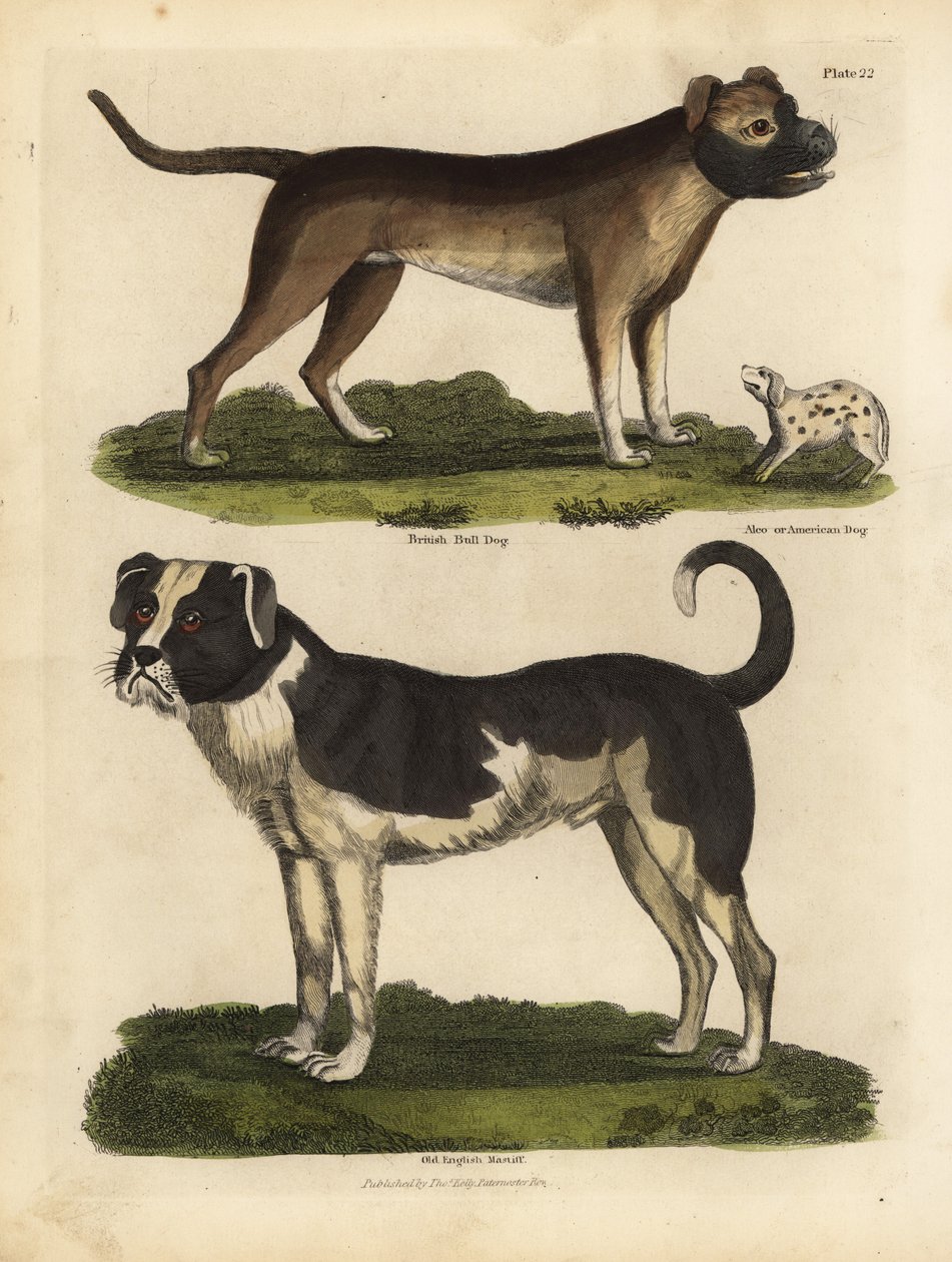 Hunderassen von William Smellie