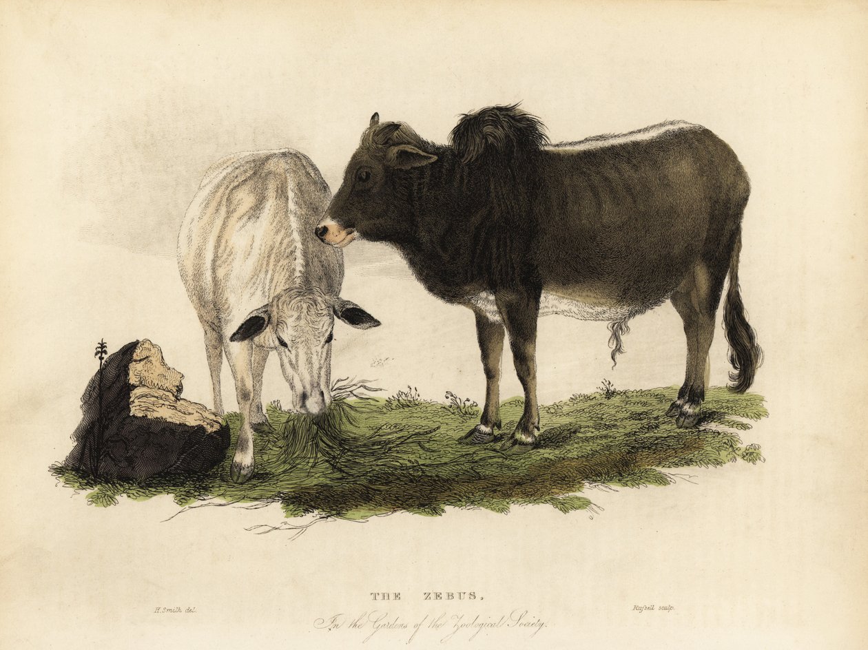 Zebu, Bos primigenius indicus von William Smellie