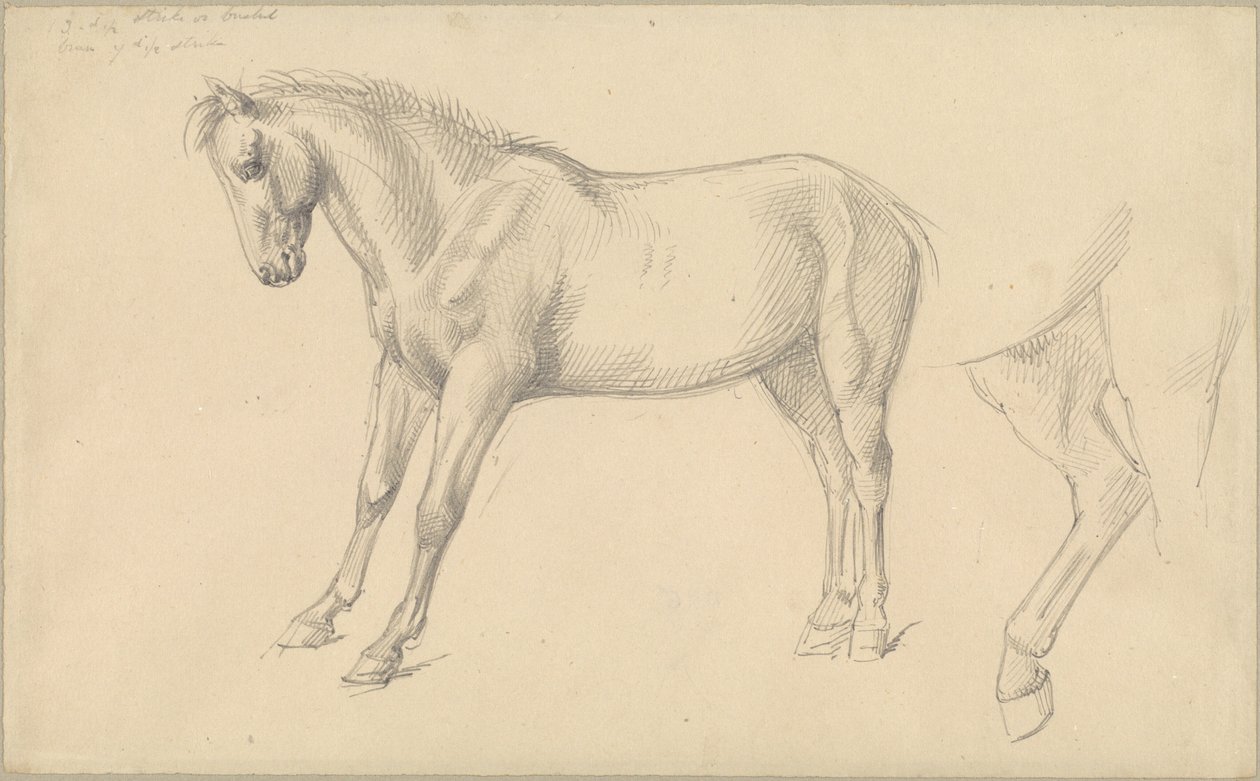 Studien eines Ponys von William Strutt