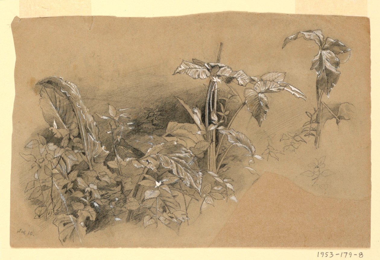 Studie von Laub von William Trost Richards