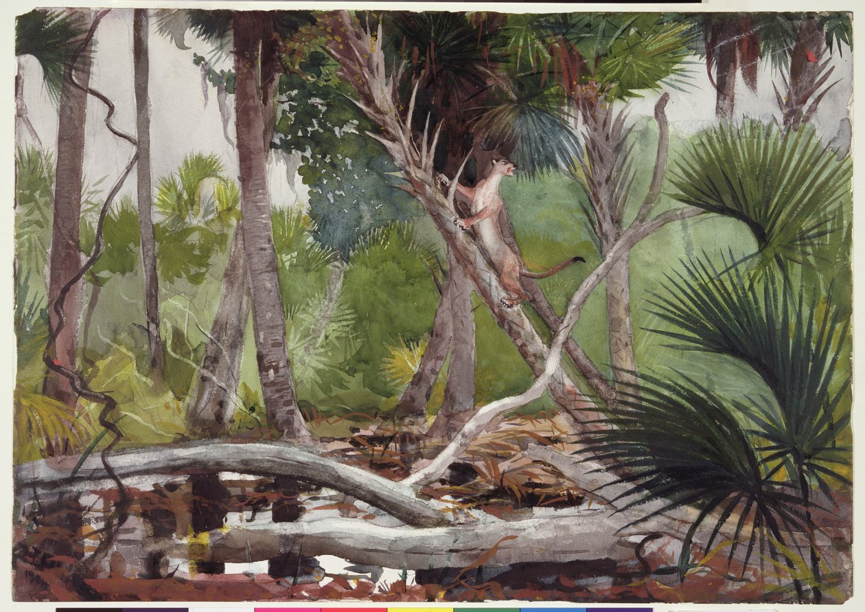 Im Dschungel, Florida, 1904 von Winslow Homer