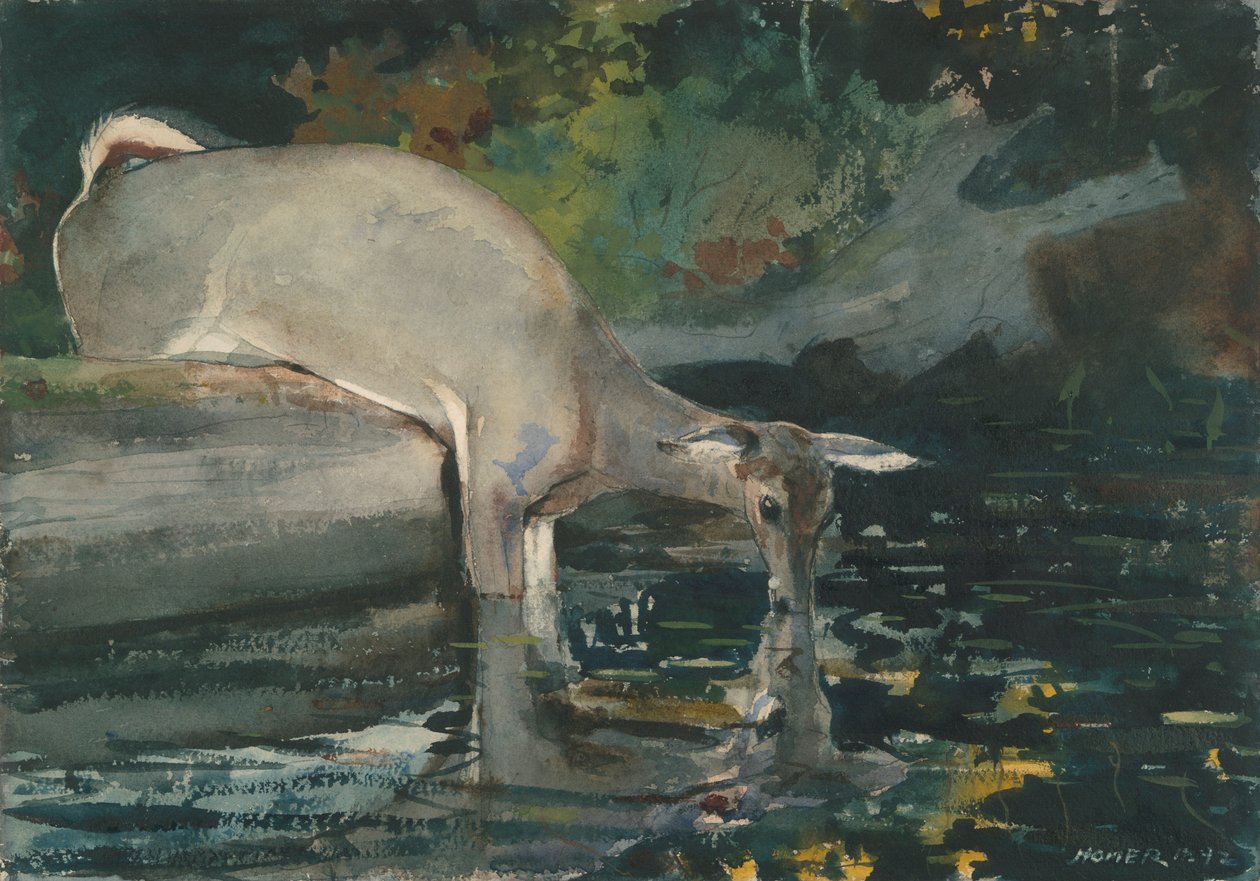 Trinkender Hirsch von Winslow Homer