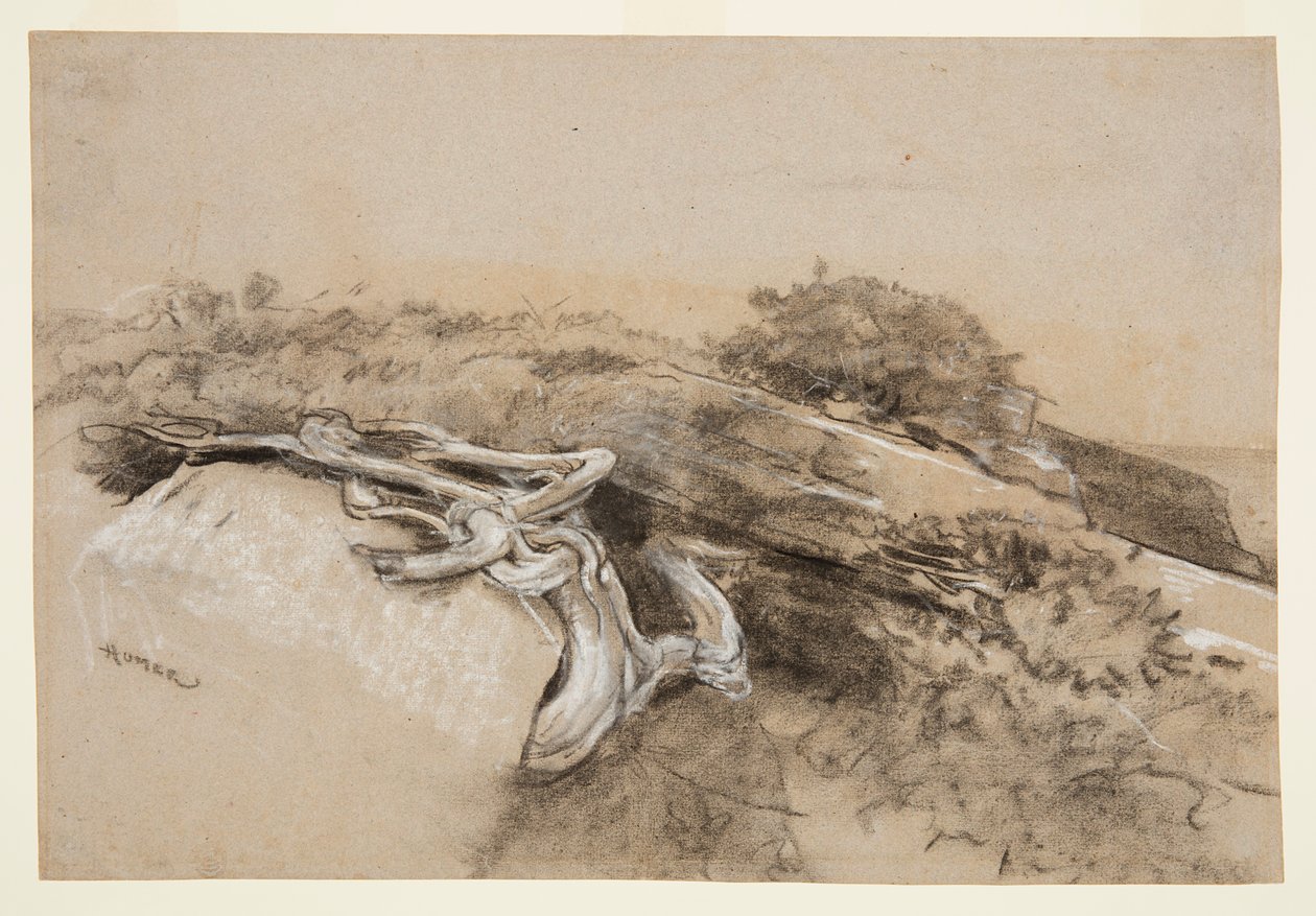 Baumwurzeln, Prout
