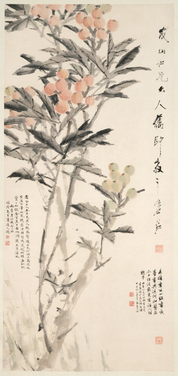 Pipa (Loquats) von Xugu