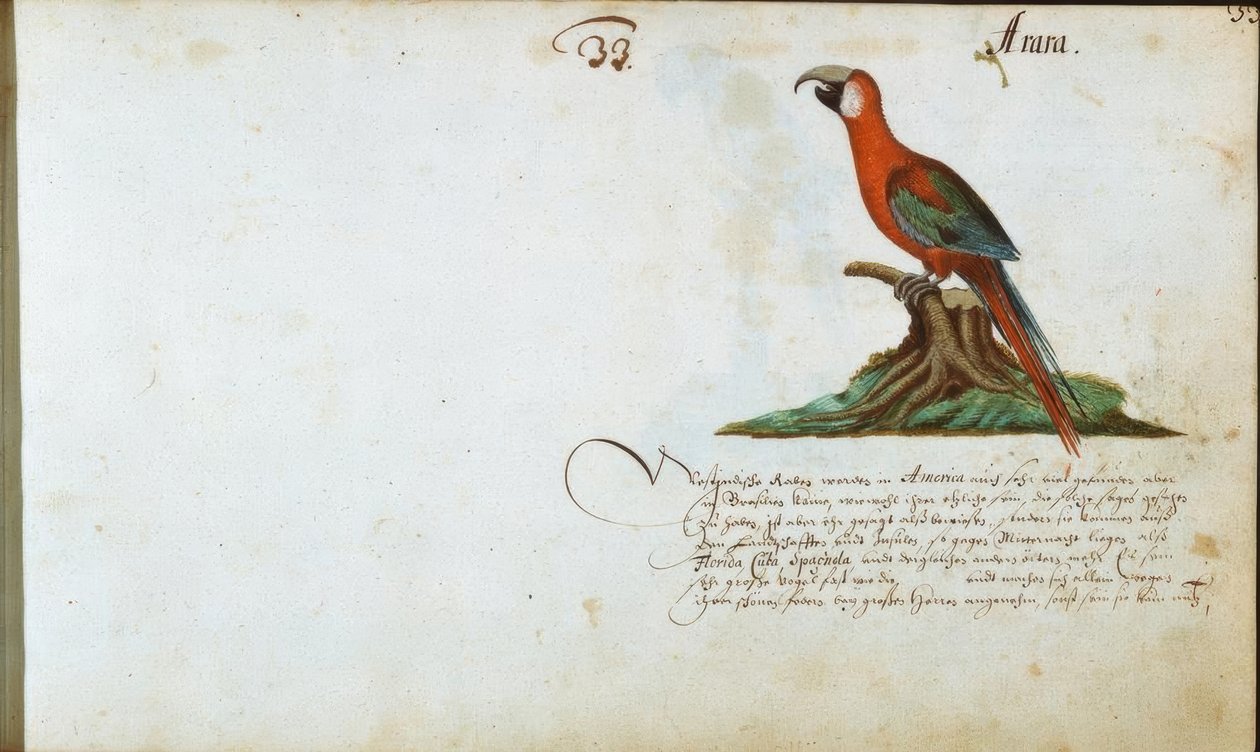 Papagei von Zacharias Wagner