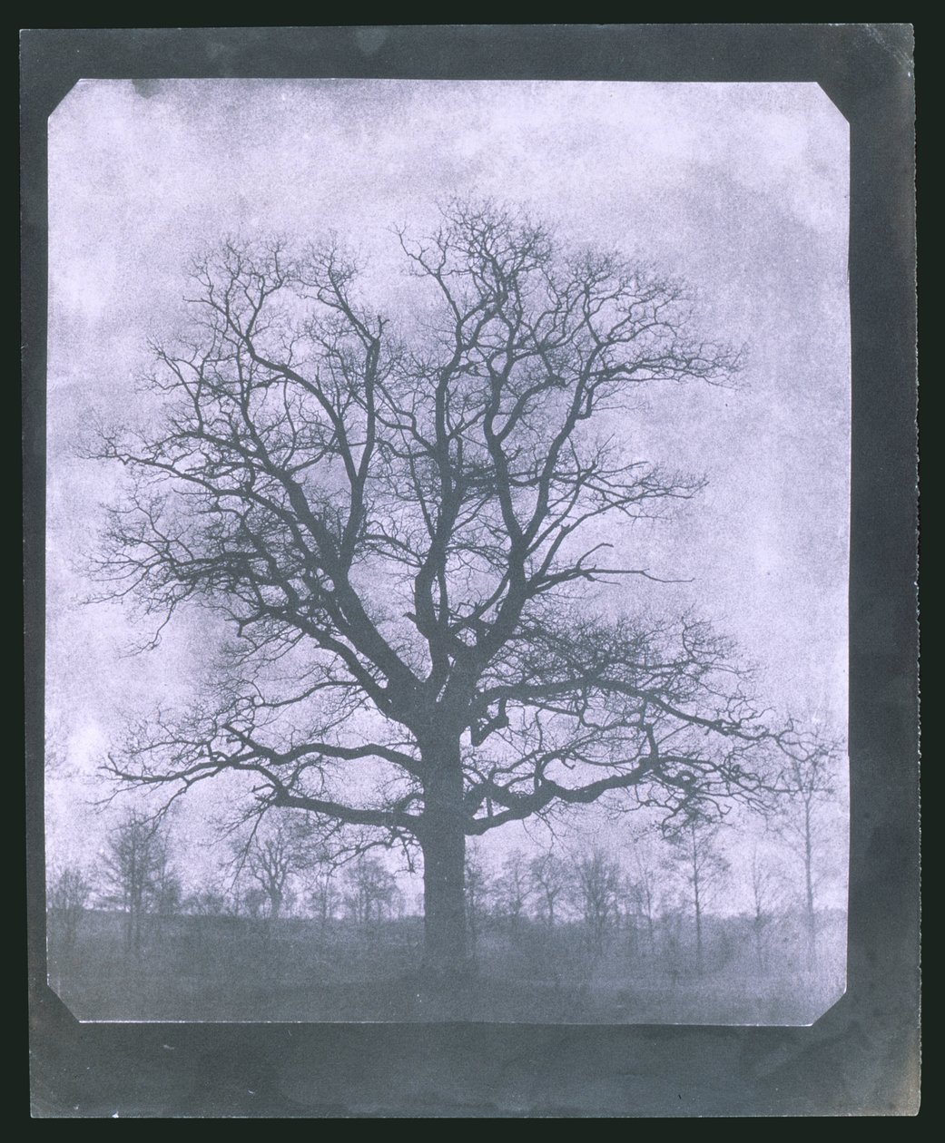 Baum im Winter, Mitte des 19. Jahrhunderts von Frederick (attr. to) Barnard