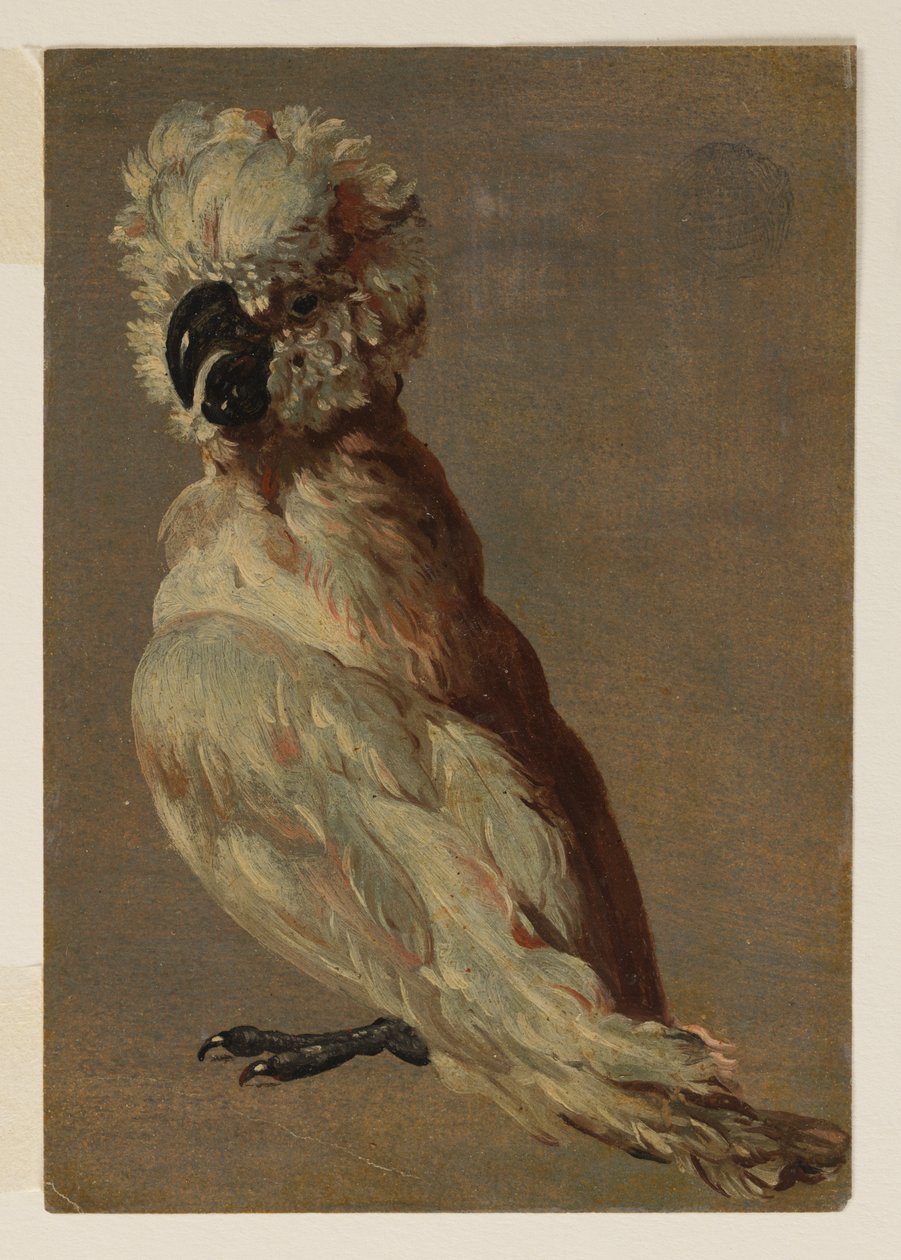 Ein weiß-brauner Kakadu von after Frans Snyders