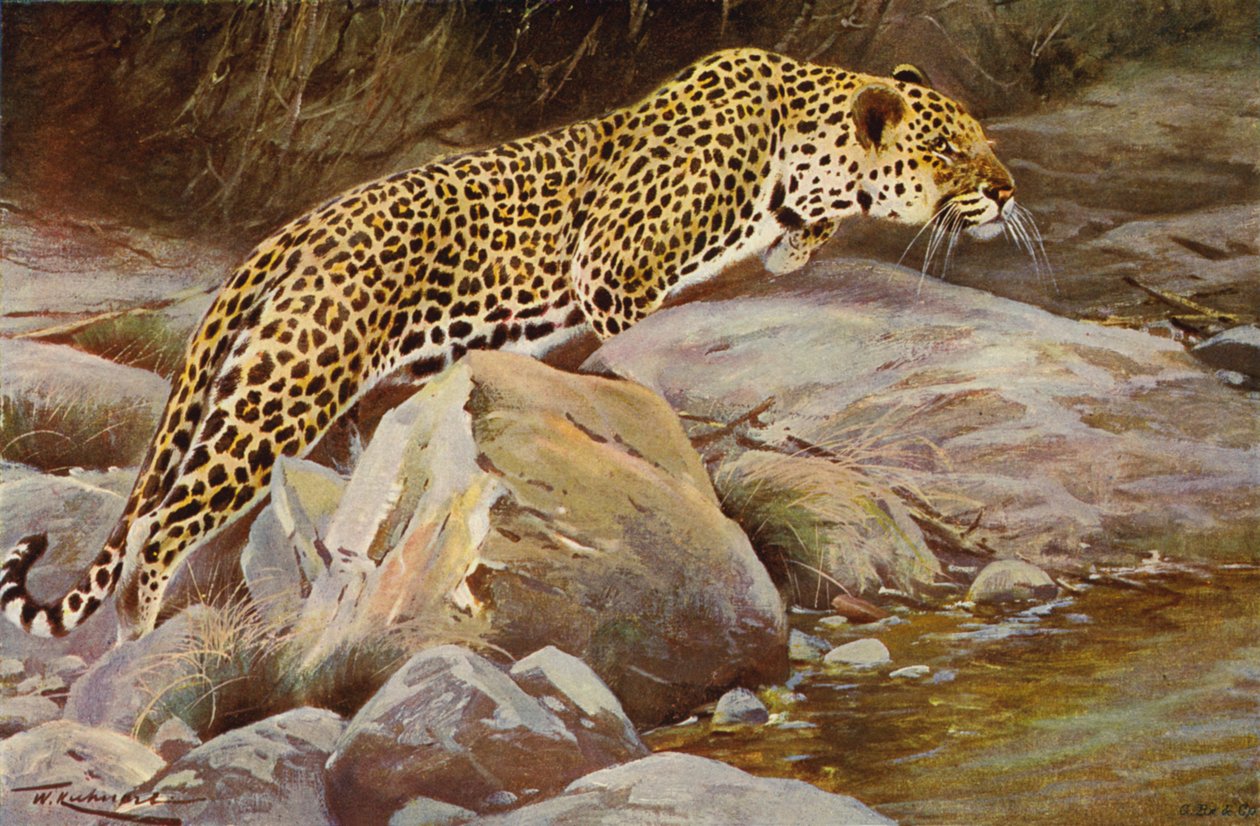 Leopard von after Wilhelm Kuhnert