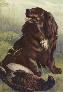 Spaniel und Fasan