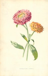 Ewige Blume